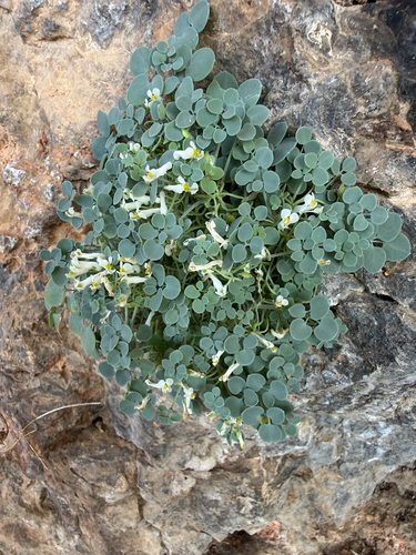 Sarcocapnos enneaphylla, photograph 5