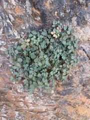 Sarcocapnos enneaphylla, photograph (c) Carrie Seltzer, some rights reserved (CC BY)