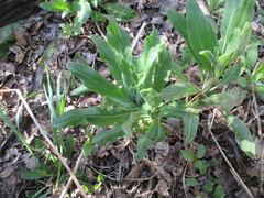Cynoglossum creticum