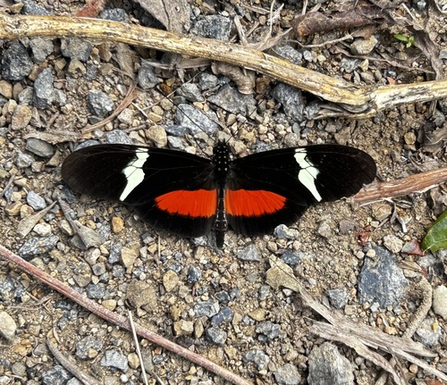 Heliconius clysonymus montanus