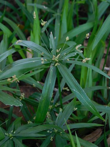 Cyperus albostriatus, photograph 5