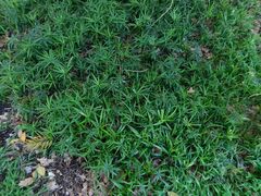 Cyperus albostriatus, photograph author not stated, no rights reserved