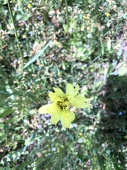 Pyrrhopappus grandiflorus