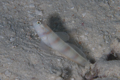 Amblyeleotris steinitzi