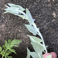 Calystegia malacophylla pedicellata