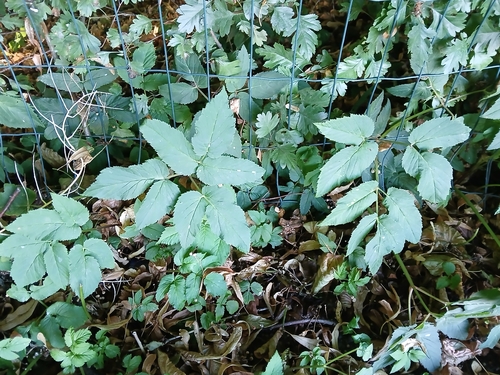 Goutweed