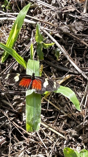 Doris Longwing