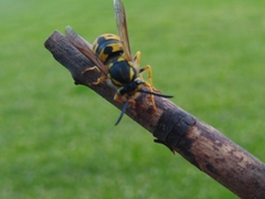 Vespula pensylvanica