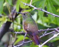 Berylline Hummingbird photo 5