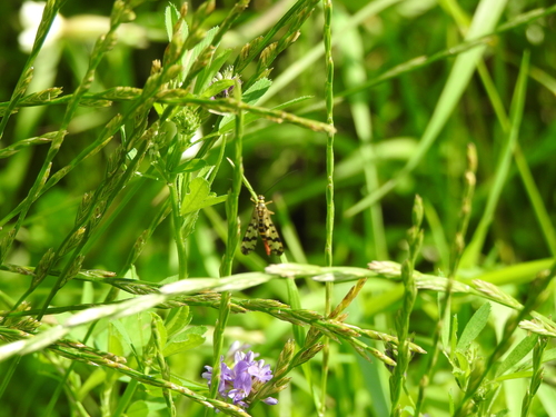 Meadow Scorpionfly