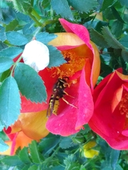 Vespula pensylvanica
