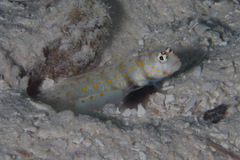 Amblyeleotris guttata