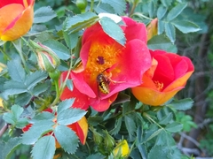 Vespula pensylvanica