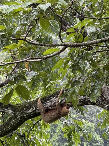 Central American Two-toed Sloth