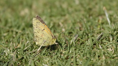 Colias electo electo