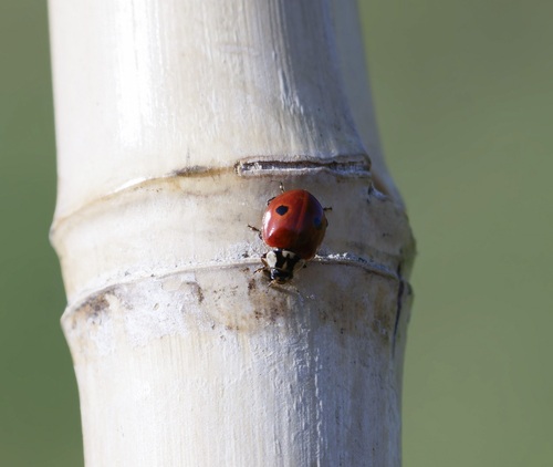 Two-spotted Lady Beetle