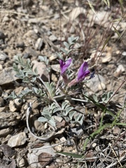 Astragalus newberryi