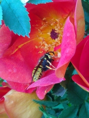 Vespula pensylvanica