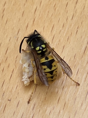 German Yellowjacket