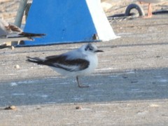 Hydrocoloeus minutus