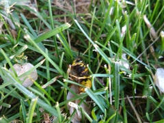 Vespula pensylvanica