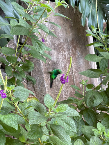 Canivet's Emerald