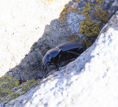 Calosoma anthrax