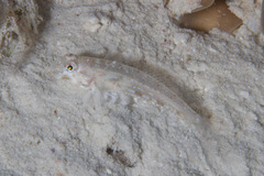 Istigobius rigilius