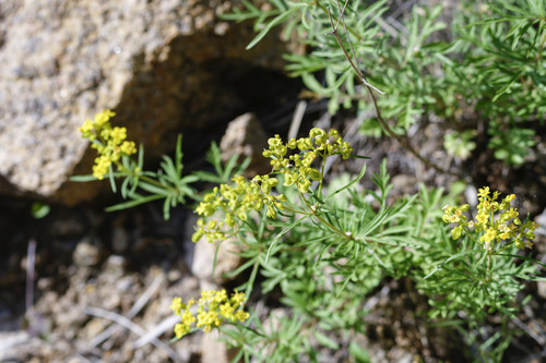 Patrinia rupestris