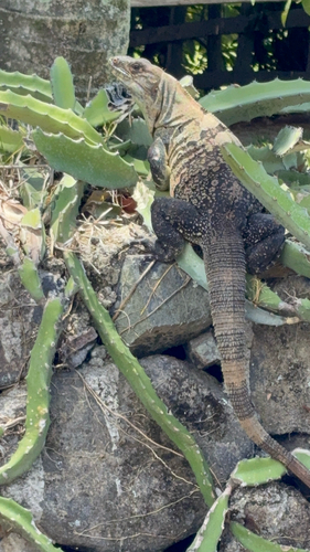 Black Spiny-tailed Iguana