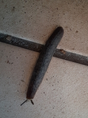 Belocaulus angustipes