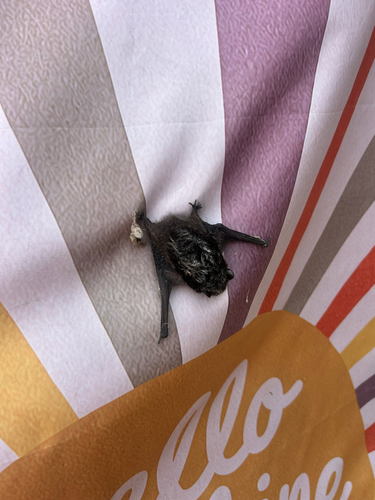 Silver-haired Bat