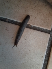 Belocaulus angustipes