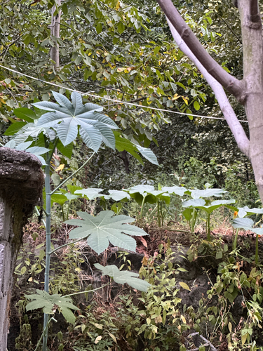 castor bean
