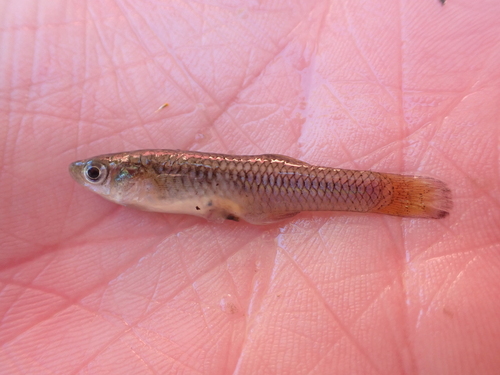 Tex-Mex gambusia (Gambusia speciosa) — Poeciliidae — 2