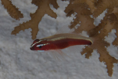 Blackbelly pygmy goby (Eviota nigriventris) — Gobiidae — 4