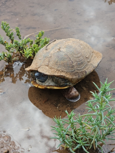 Ornate Box Turtle observed by mcdowell-hsh