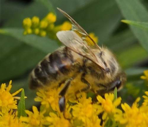 Western Honey Bee