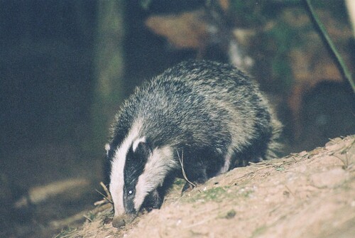 European Badger (Meles meles)