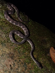 Paraxenodermus borneensis