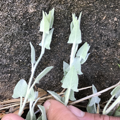 Calystegia malacophylla pedicellata