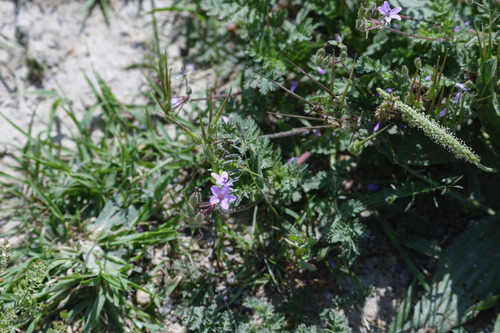 Redstem Stork's-bill