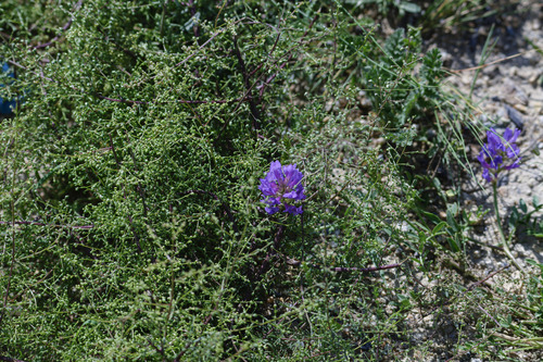 Laxmann's Milkvetch
