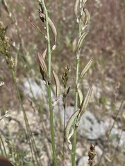 Astragalus remotus