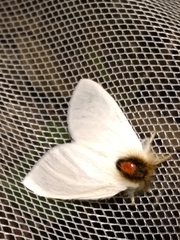 Trichiocercus sparshalli