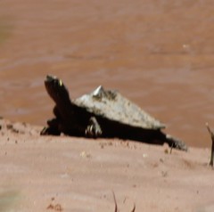 Graptemys ouachitensis