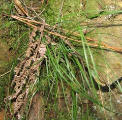 Carex uncinata