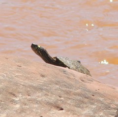 Graptemys ouachitensis