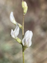 Astragalus remotus