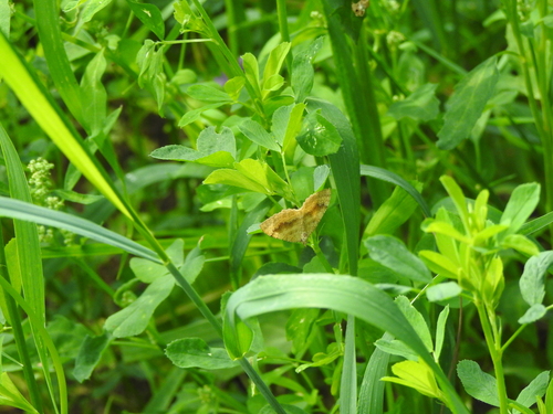 Shaded Broad-bar